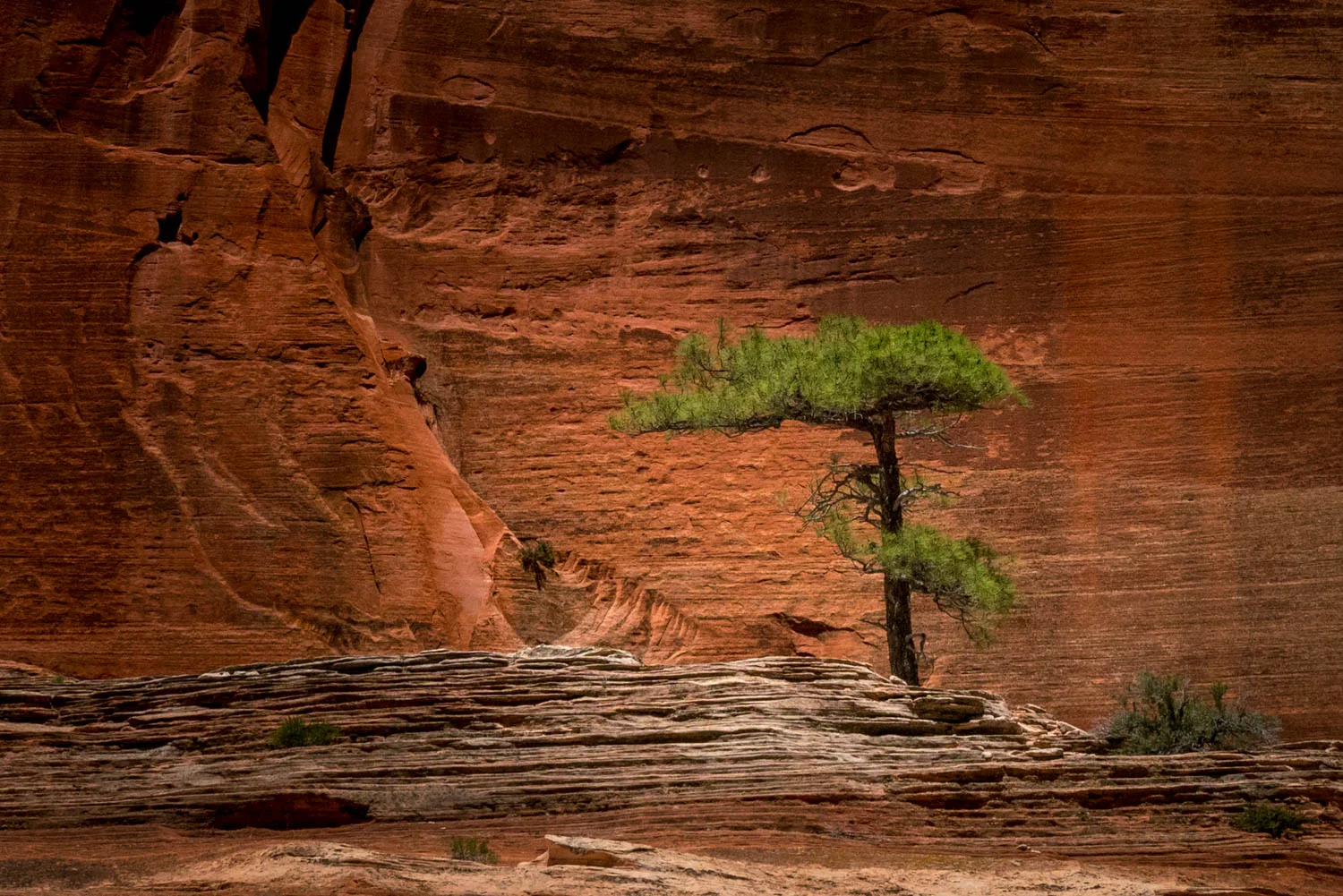 Sentinel Tree