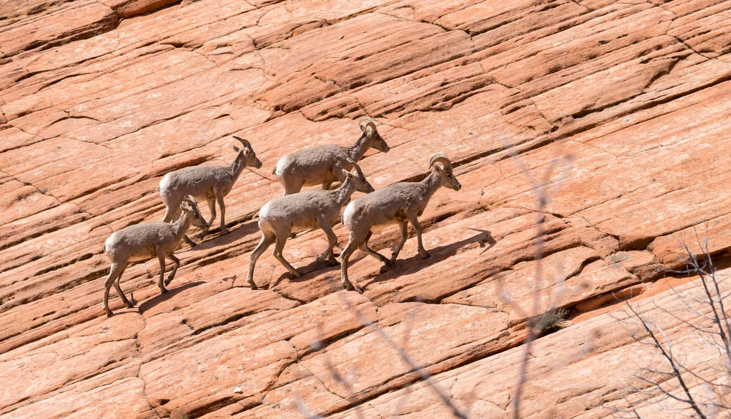 Big Horn Sheep