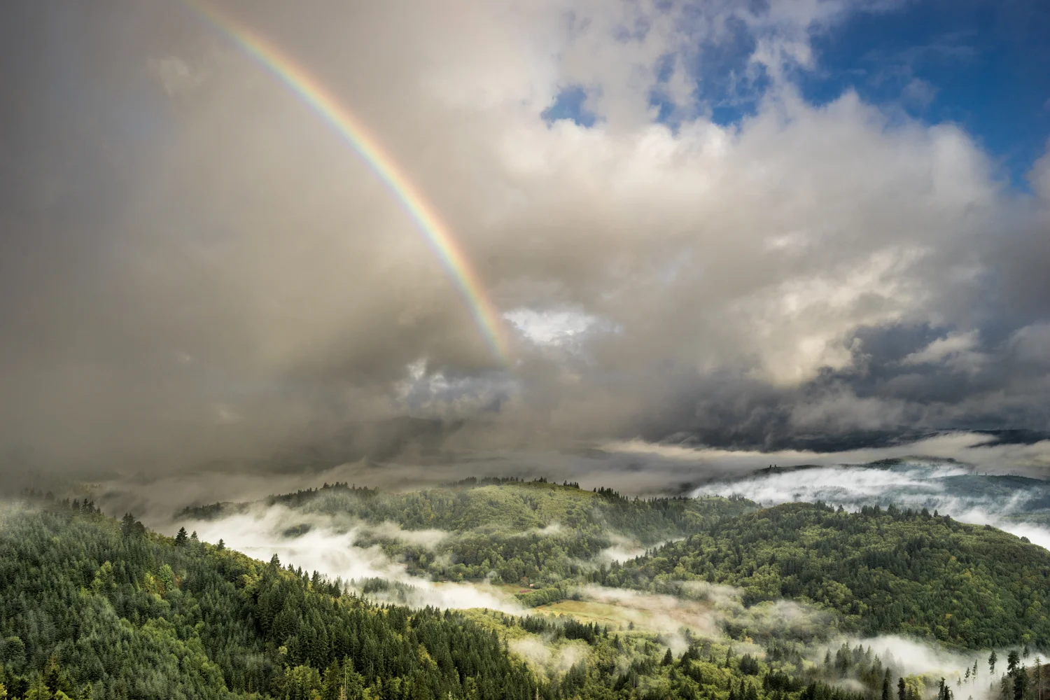 Early morning for and mist results in a wondrous rainbow. Deep in the forests of northwest Oregon along a logging road.