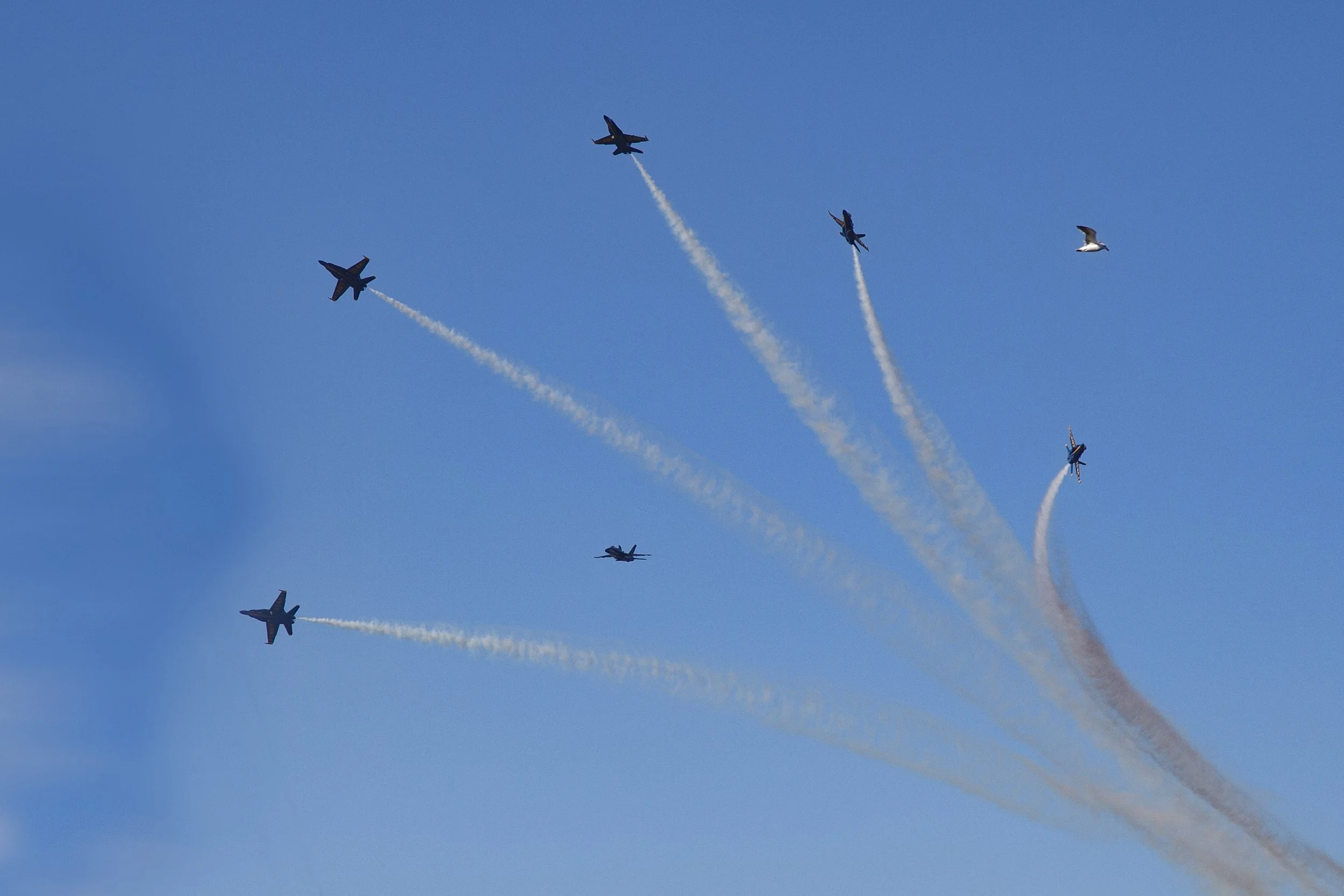 #2  Fleet Week with bird