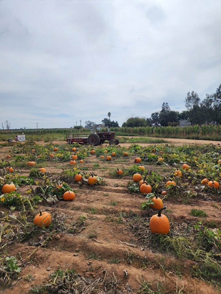  Our 2022 season pumpkin field 
