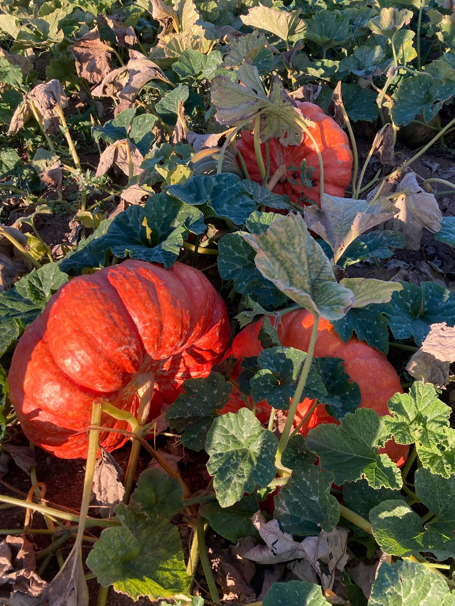  2022 “Cinderella” variety pumpkins in the field  