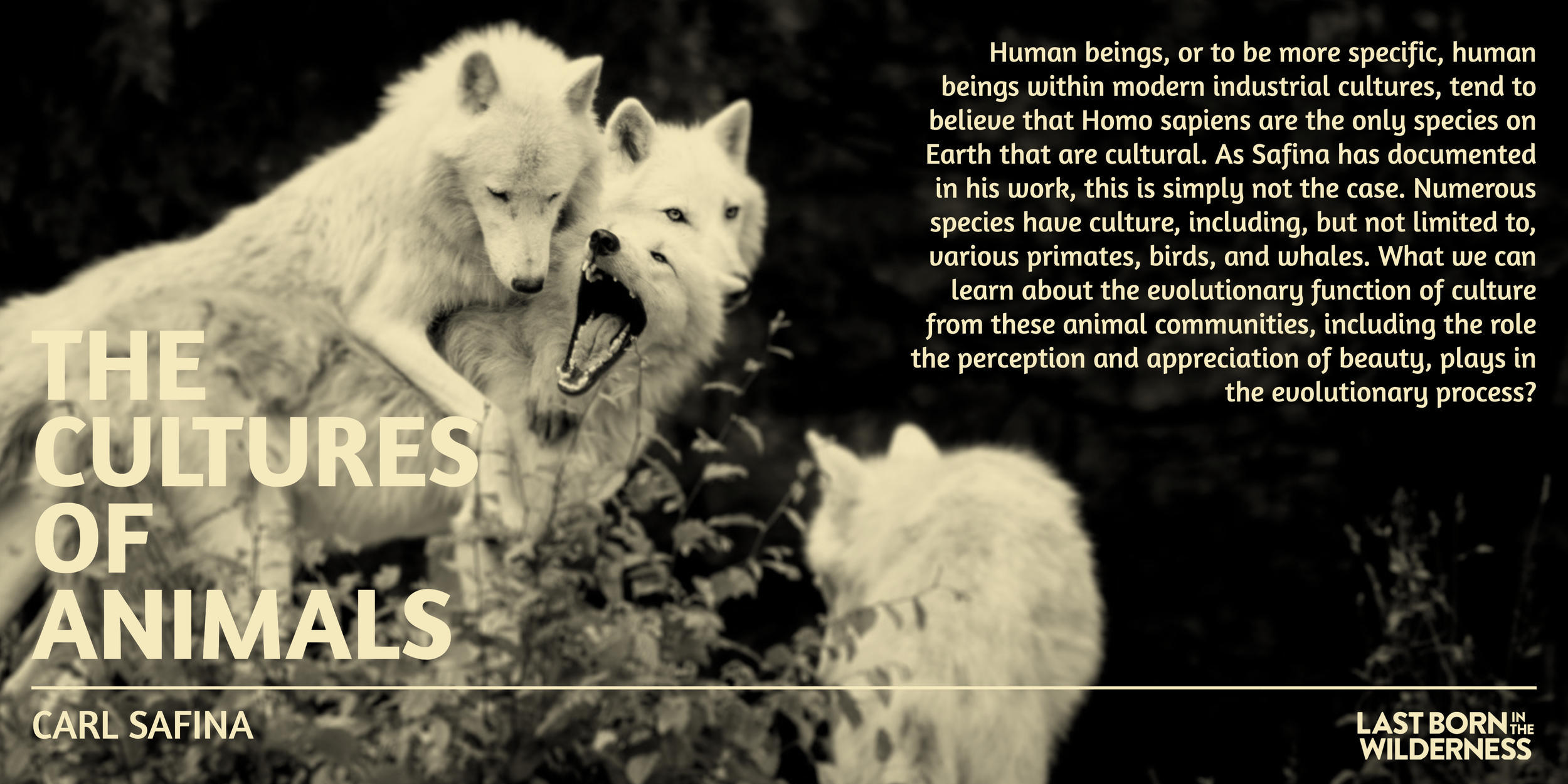The Cultures Of Animals: Ecology, Community, & Beauty w/ Carl Safina — Last  Born In The Wilderness
