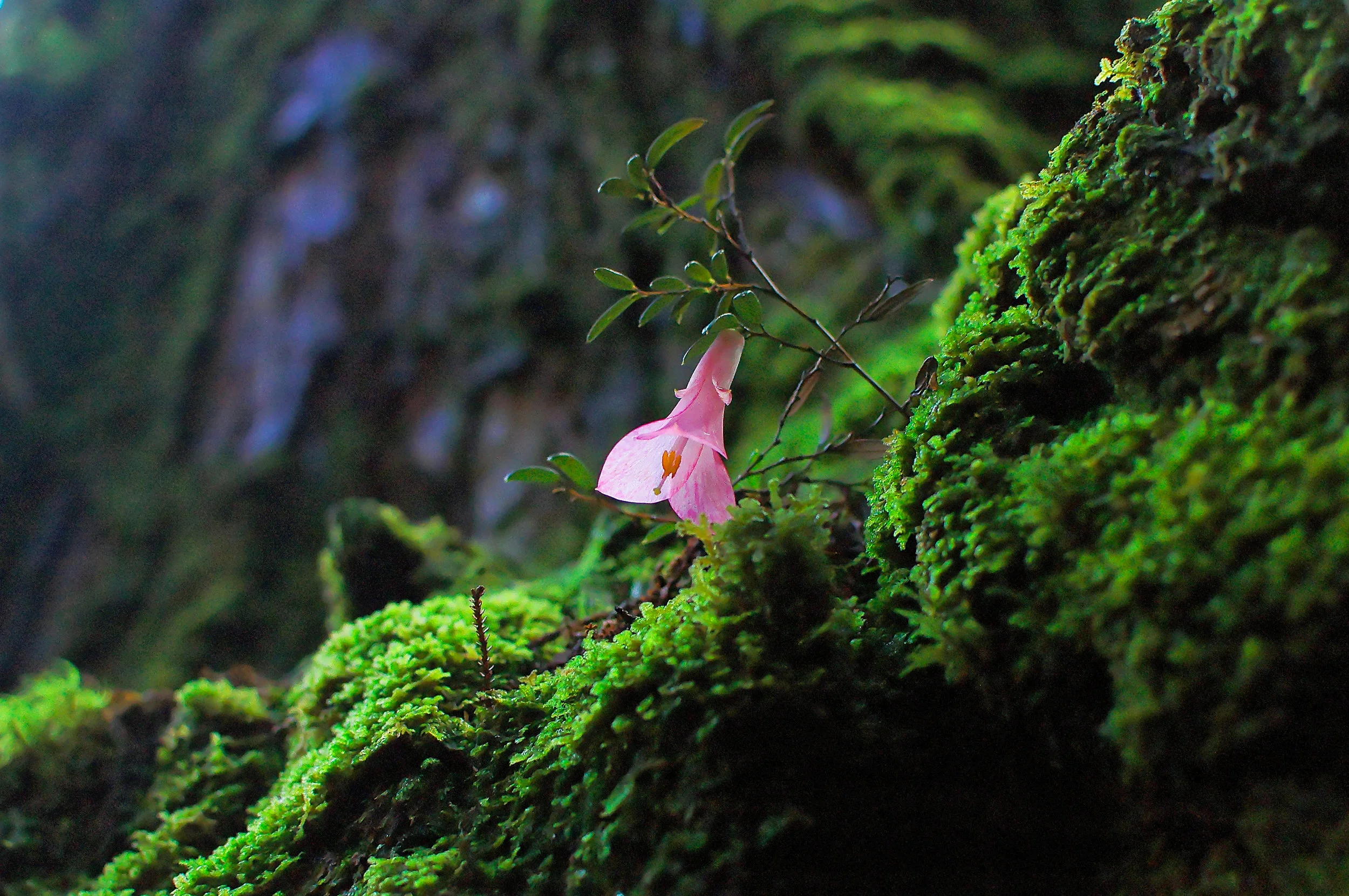 Little Flower.jpg