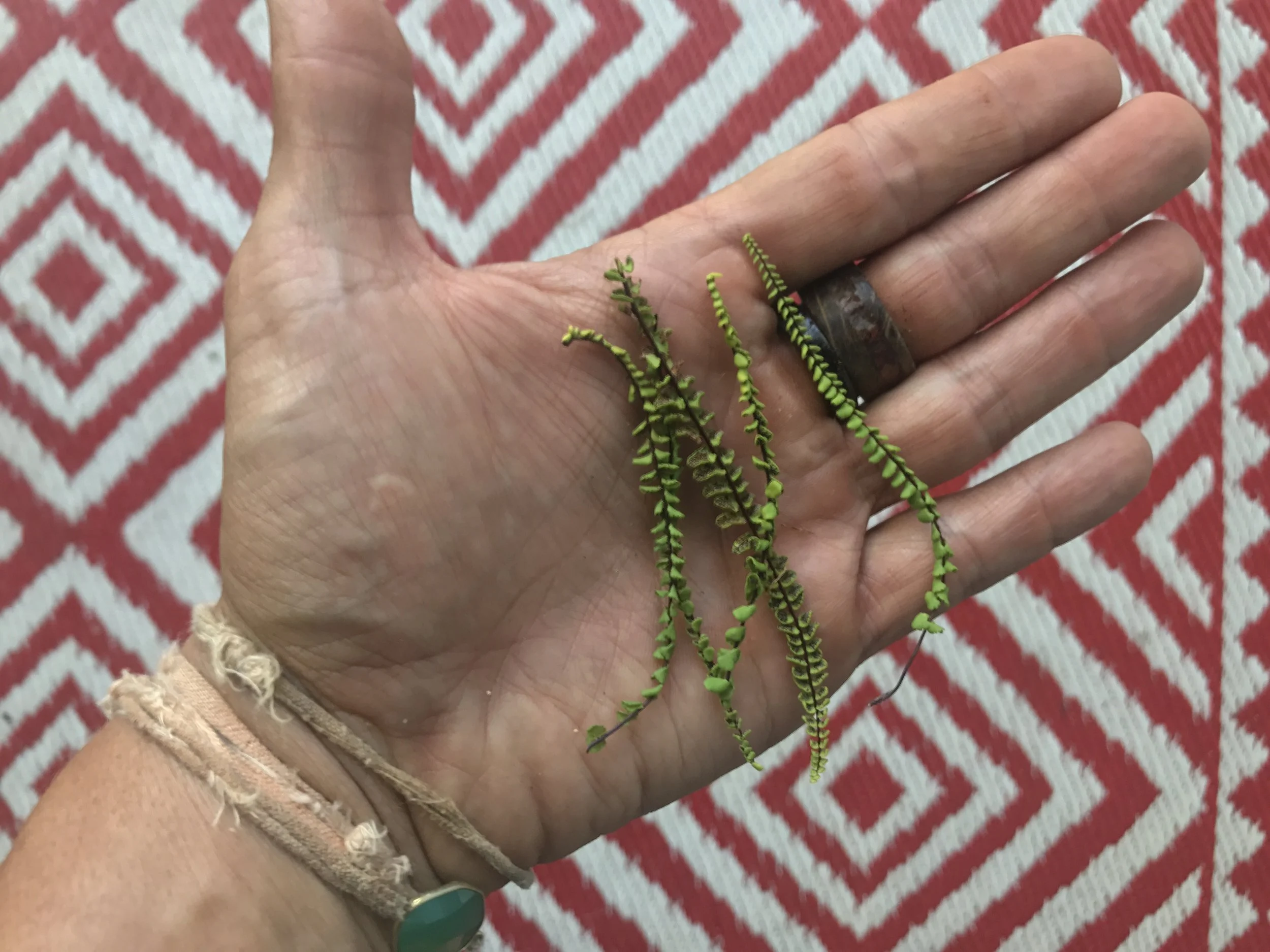 O'ali'i