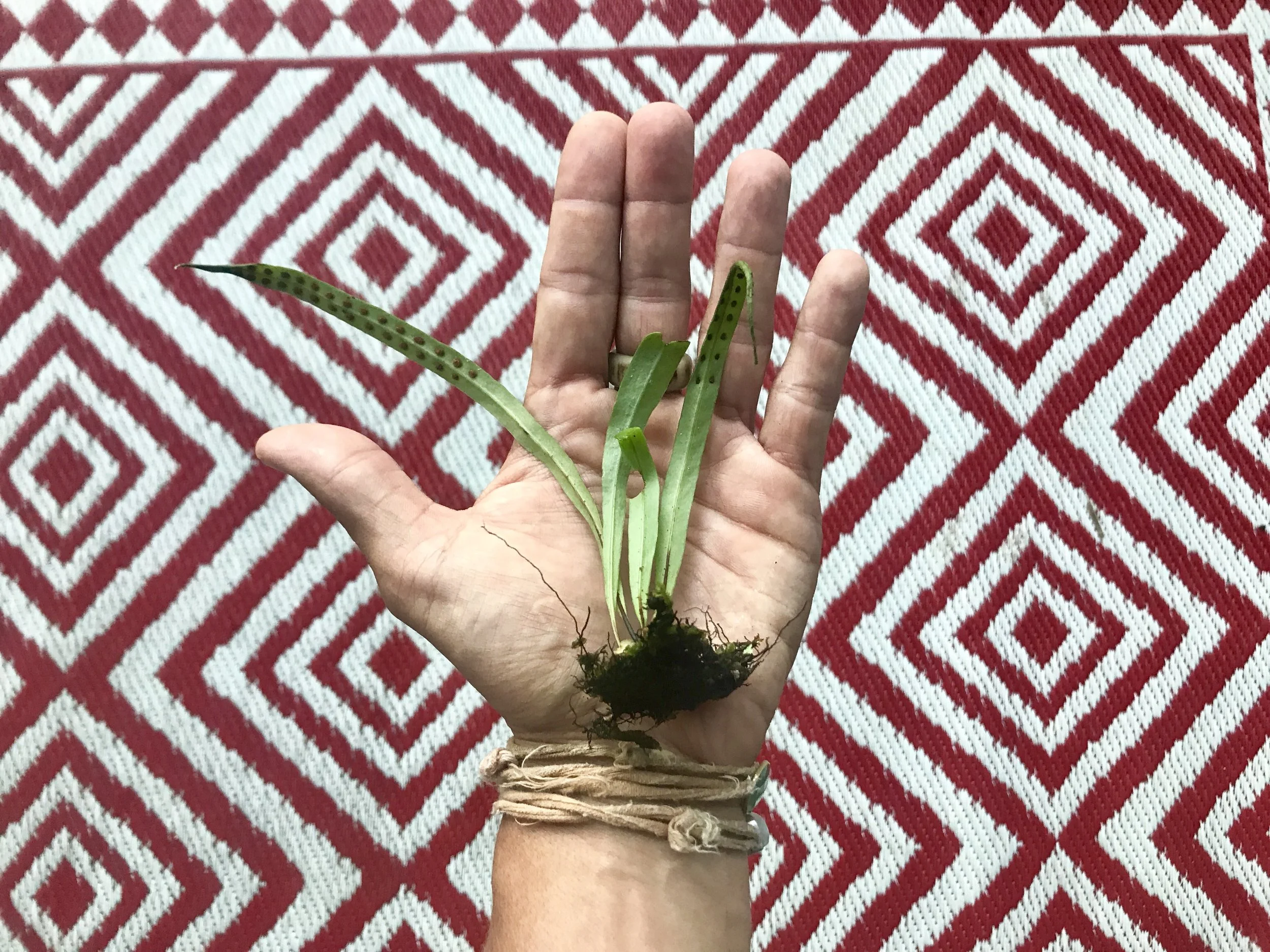Pākahakaha