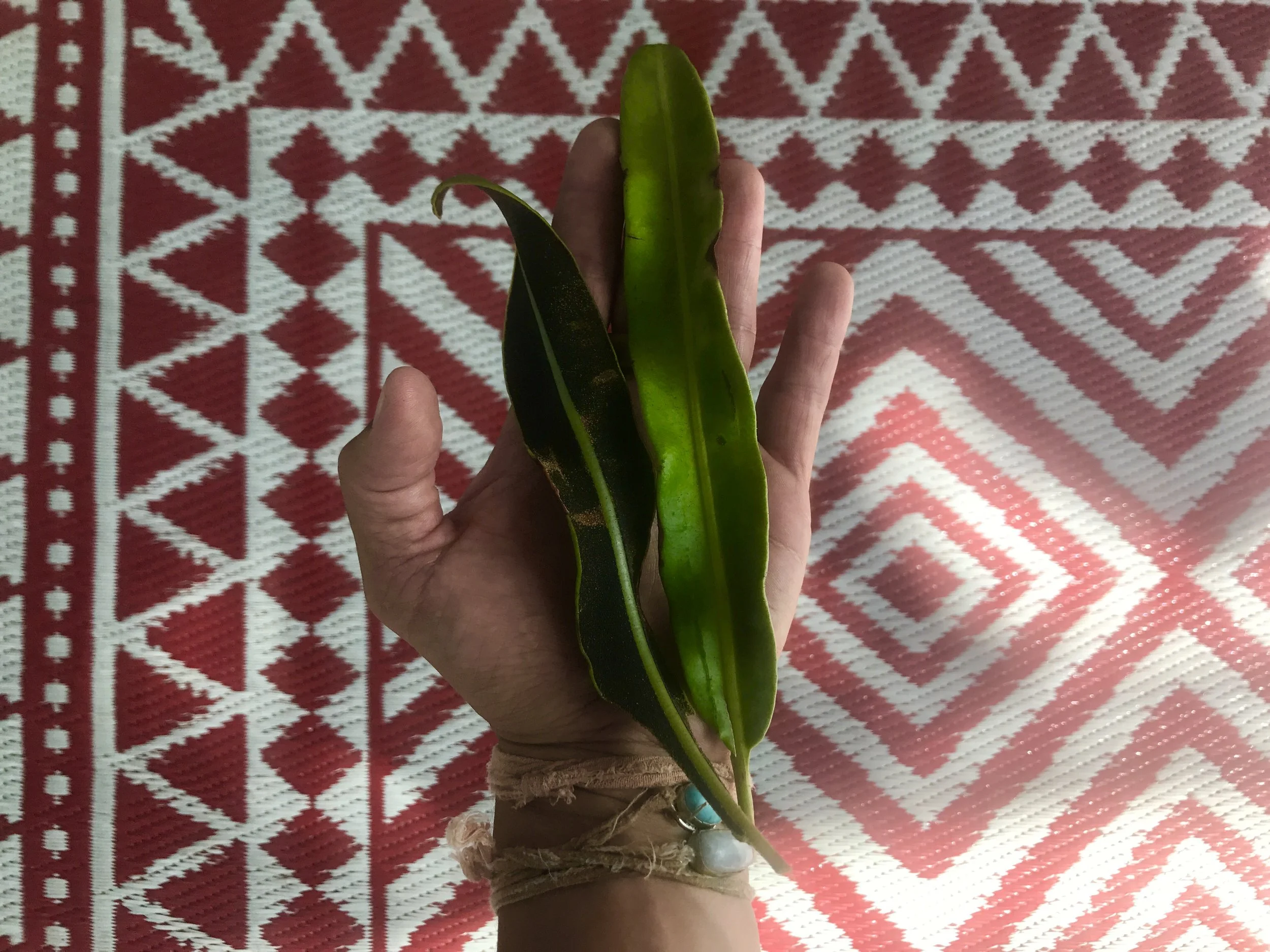 Puna