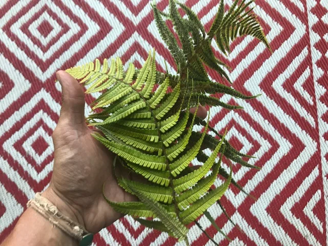 Waikau