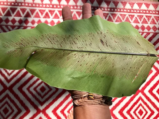 'Ekaha