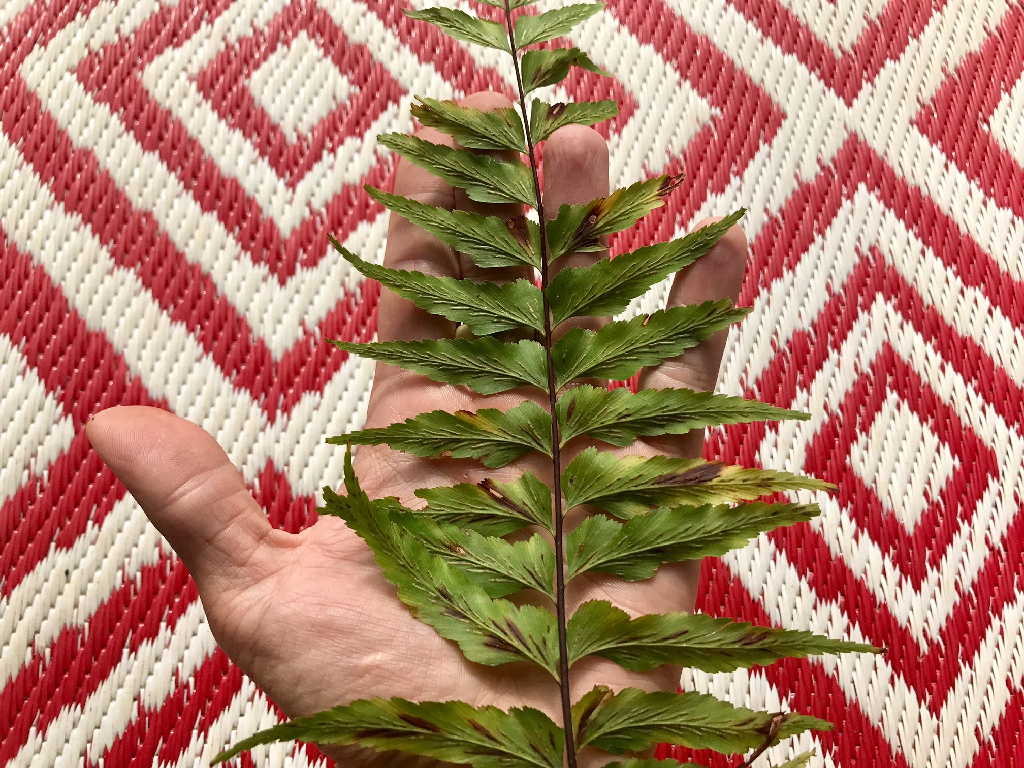 pūnanamanu