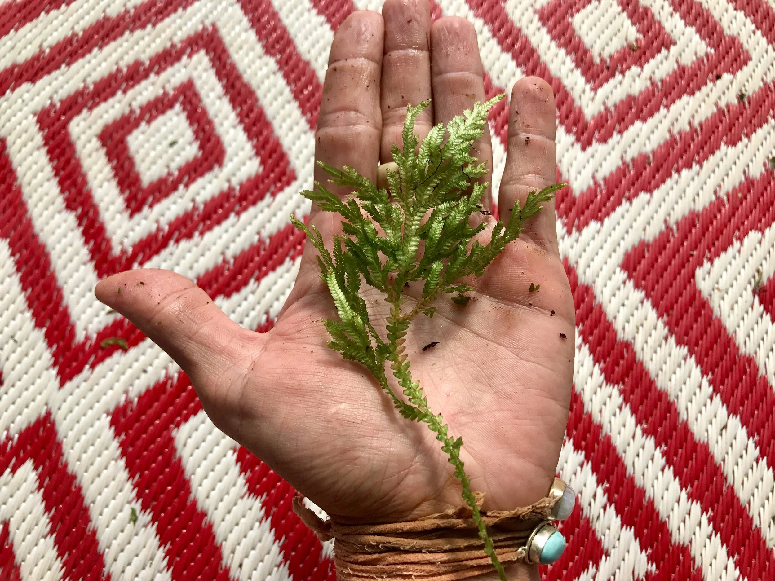 Limu Kau la'au