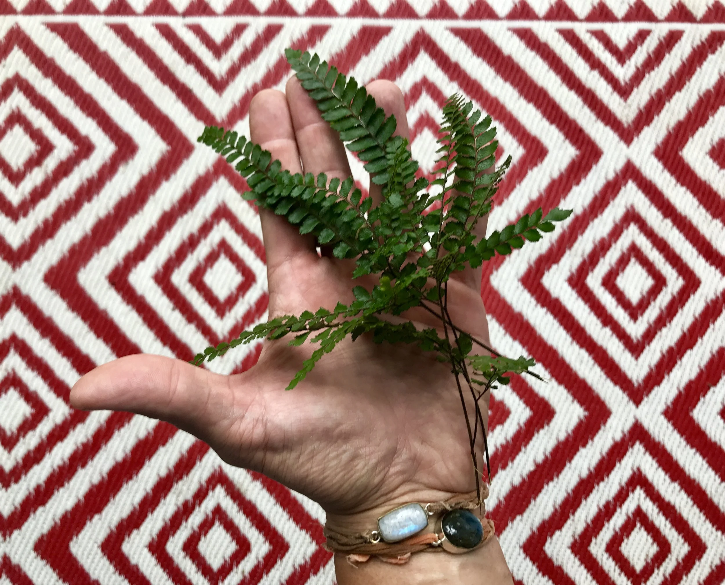 'Iwa'Iwa O'ali'i