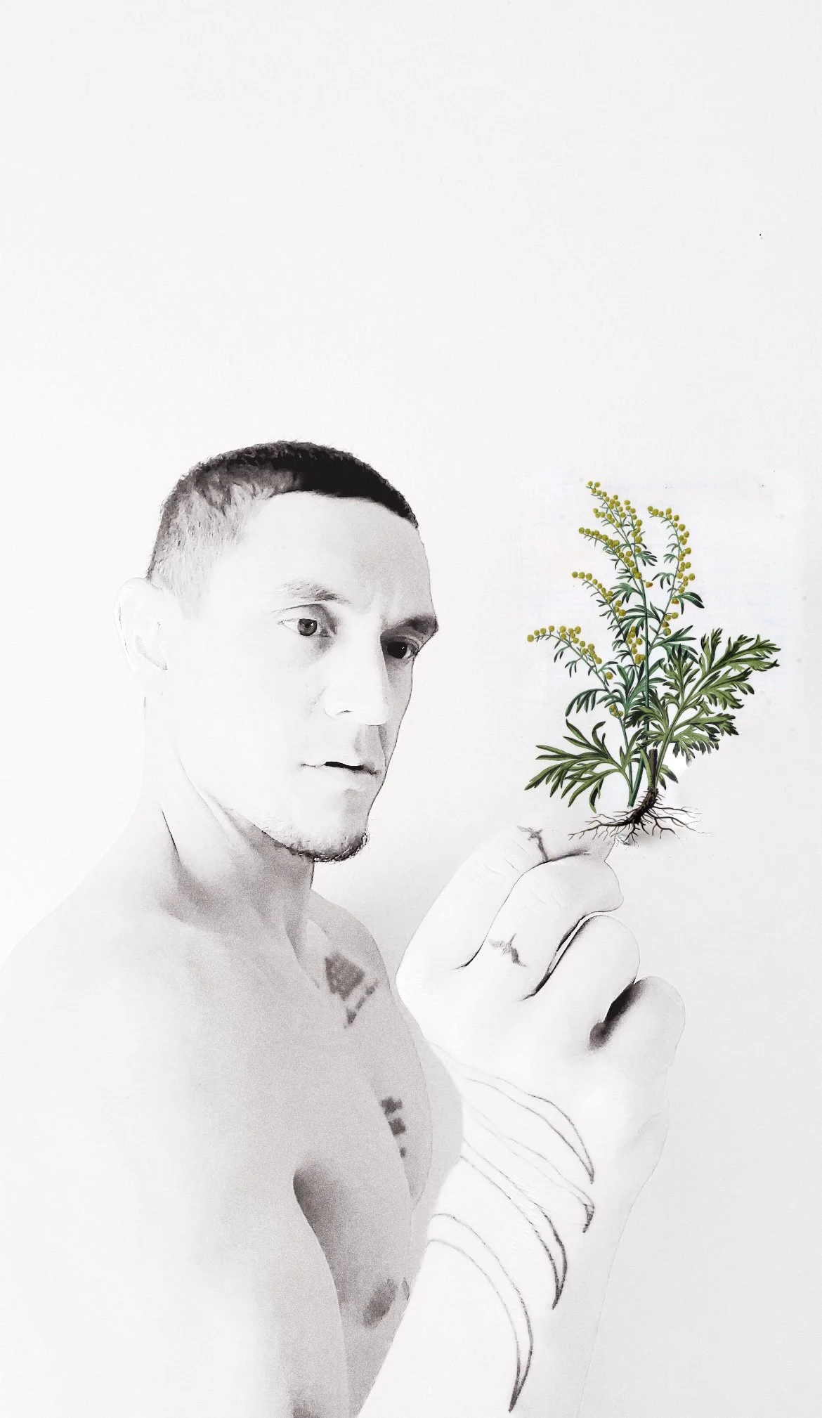 'ULU of the 'Āhinahina (Maui Wormwood)