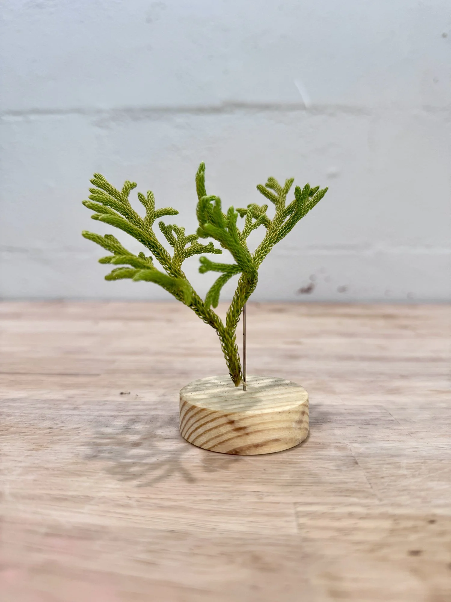 Wāwae'iole Fern ~ ACCEPTANCE