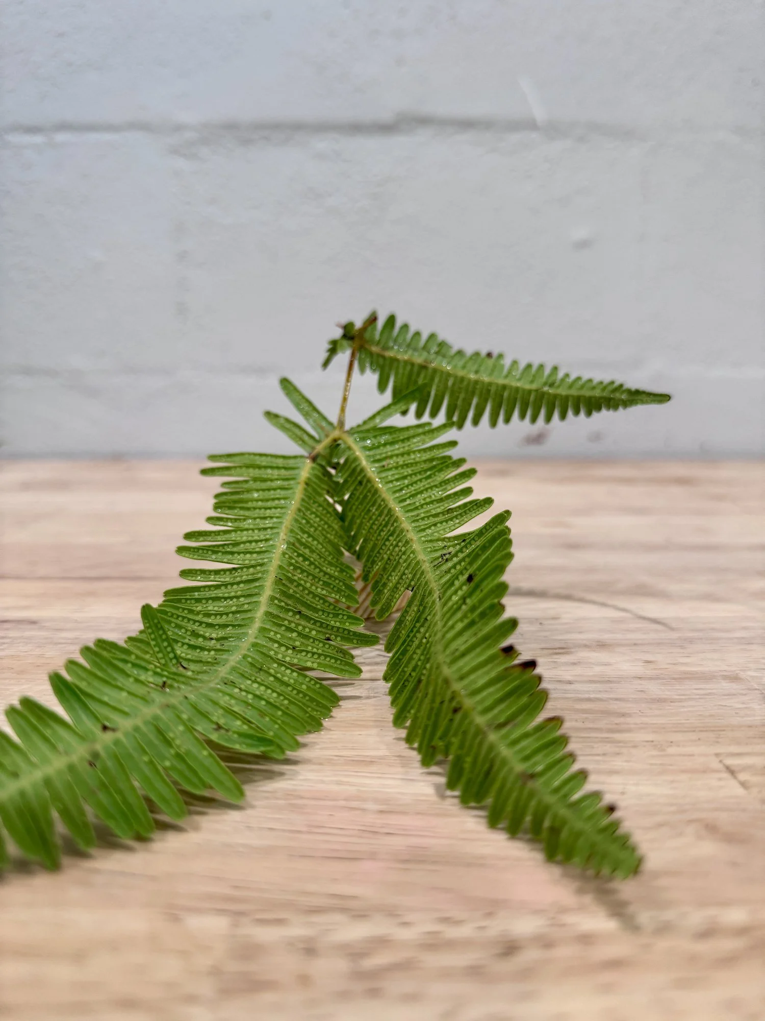 'Uluhe Fern ~ CREATION