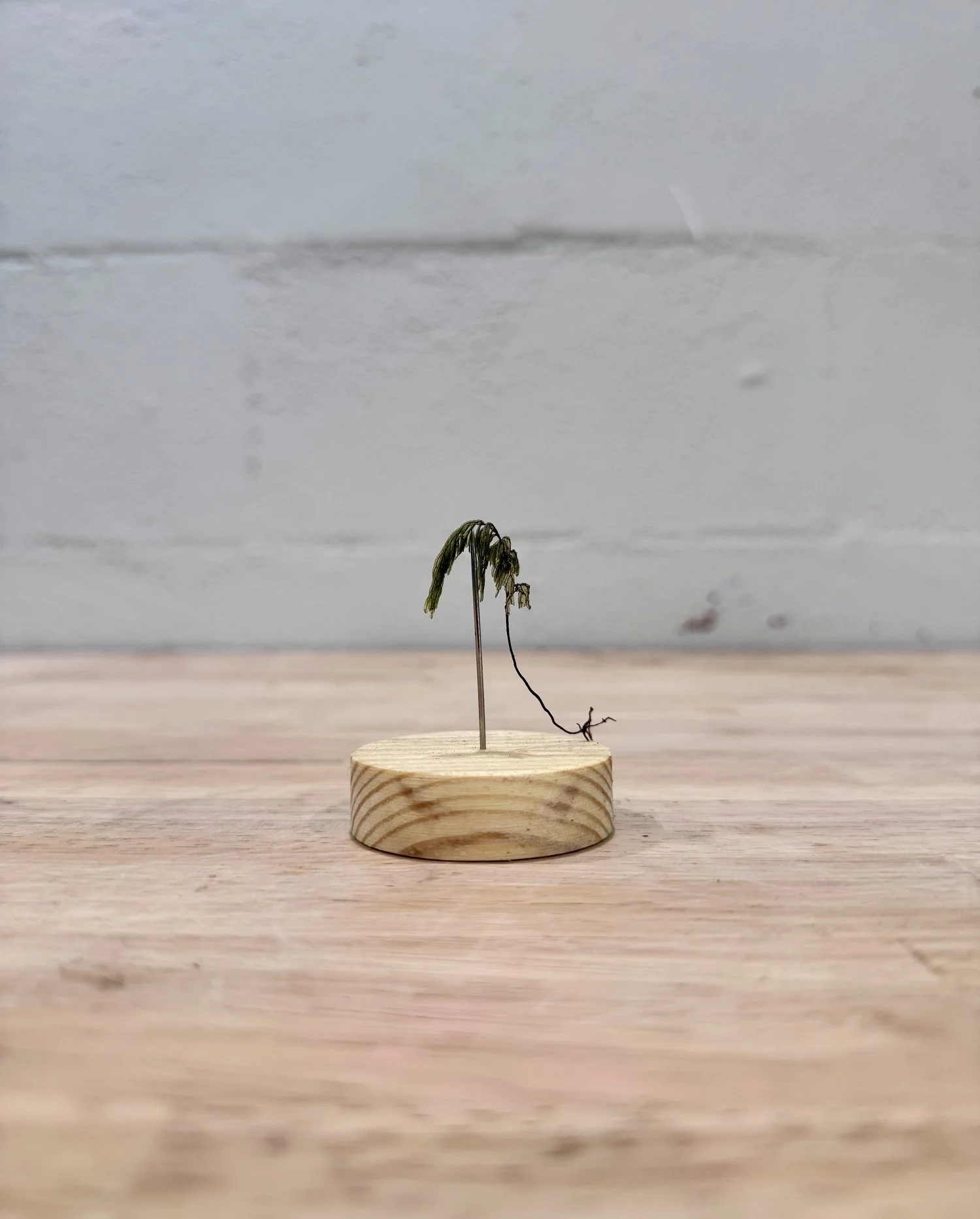 Palai Hinahina Fern ~ GRIEF