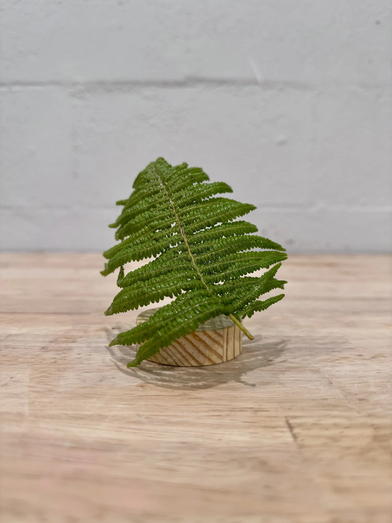 'Onehe Fern ~ INTEGRITY