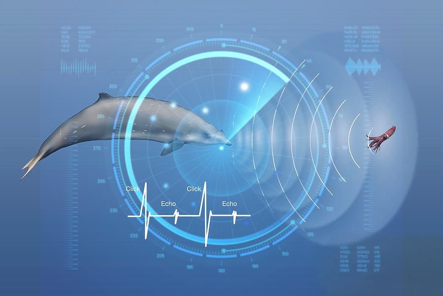 The Signals, Nā Pe'ahi