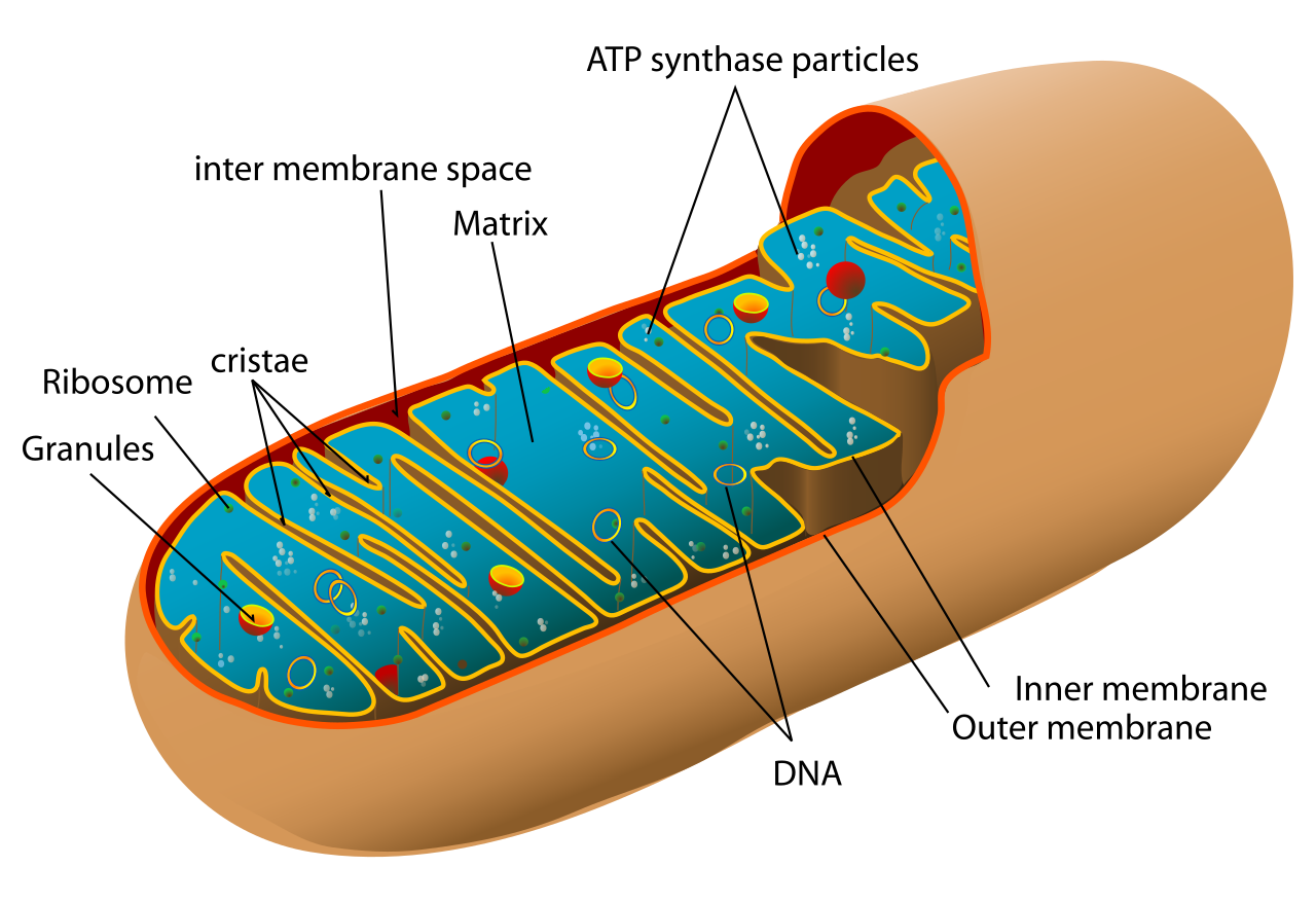 Mitochondrial Breath ~ FREE virtual class