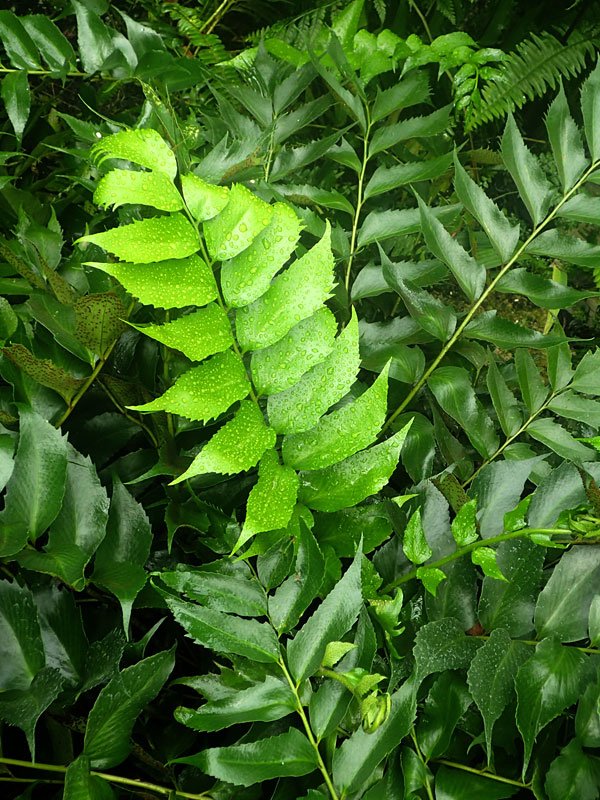 KAPAPEAPE FERN (GRACE).jpg