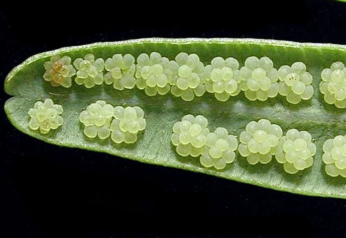 'ONEHE FERN SPORES.JPG