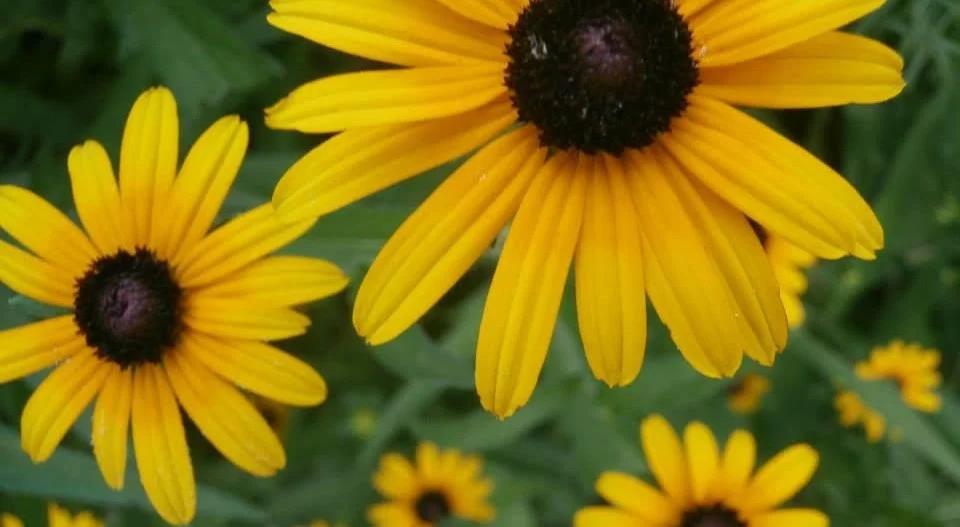 Sunflowers.jpg