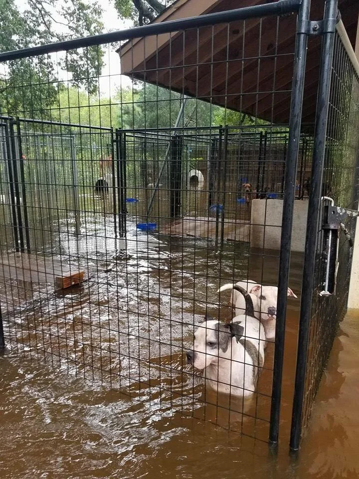 Harvey's dogs - Kat and Kevin.jpg