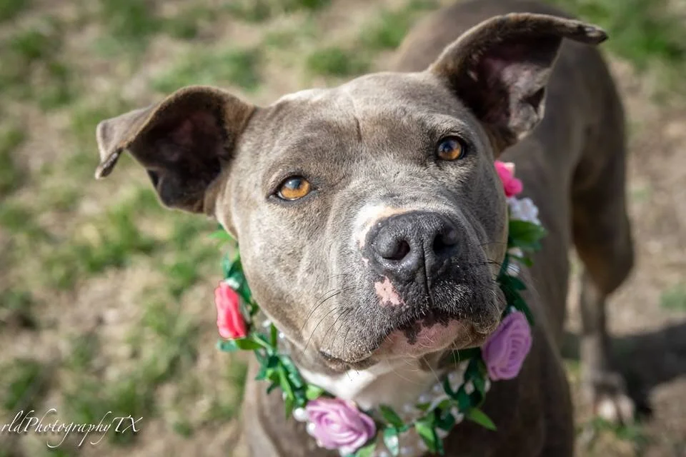 Renee Dowhaniuk - 52788263_646742279079667_4148556623998091264_n.jpg