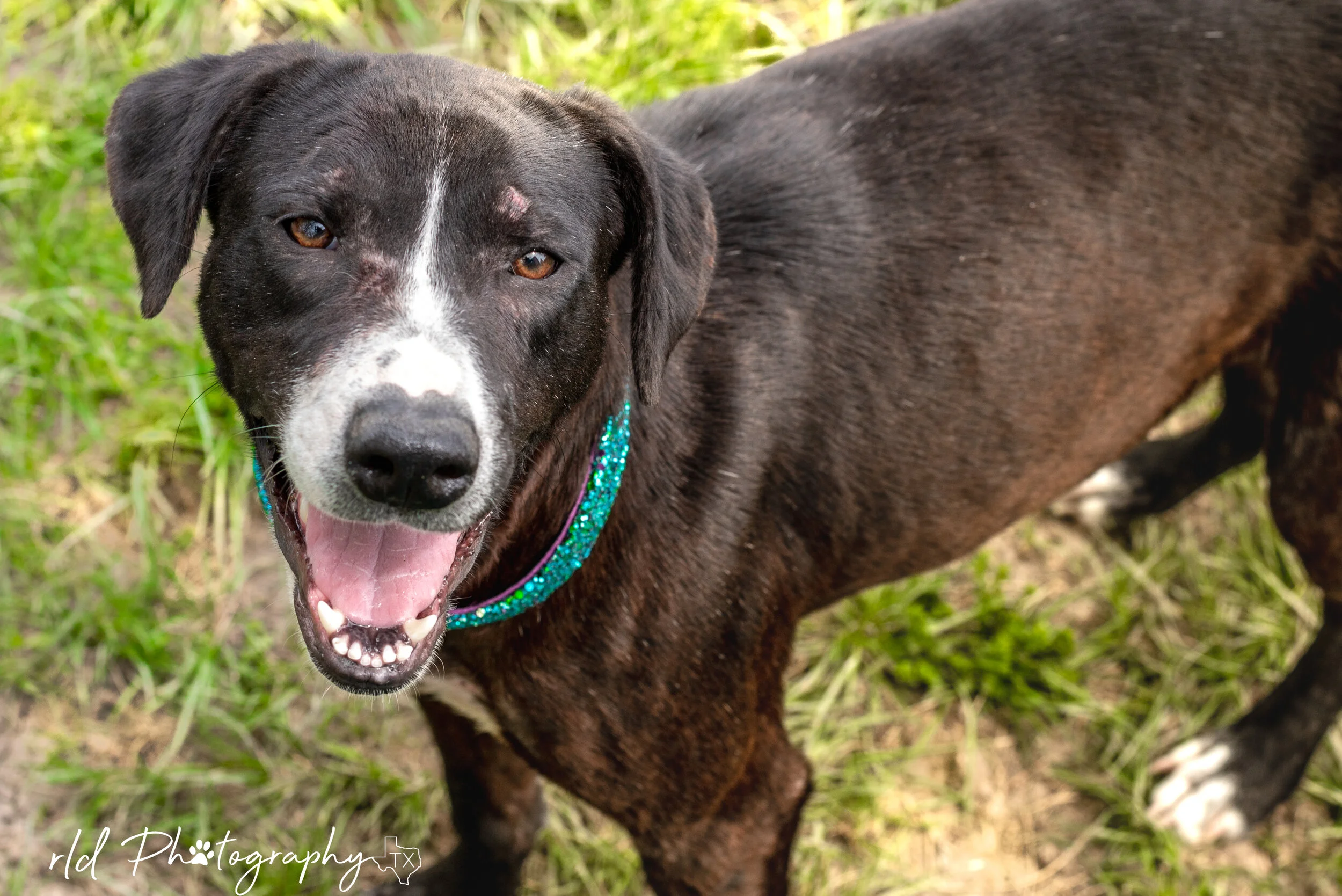 Dallas DogRRR Rescue.Rehab.Reform