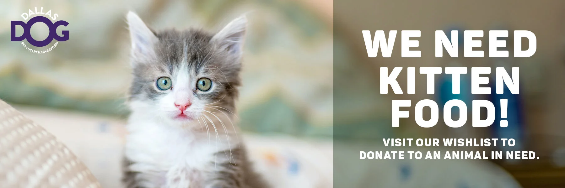 Kitten Food_2020_1.jpg