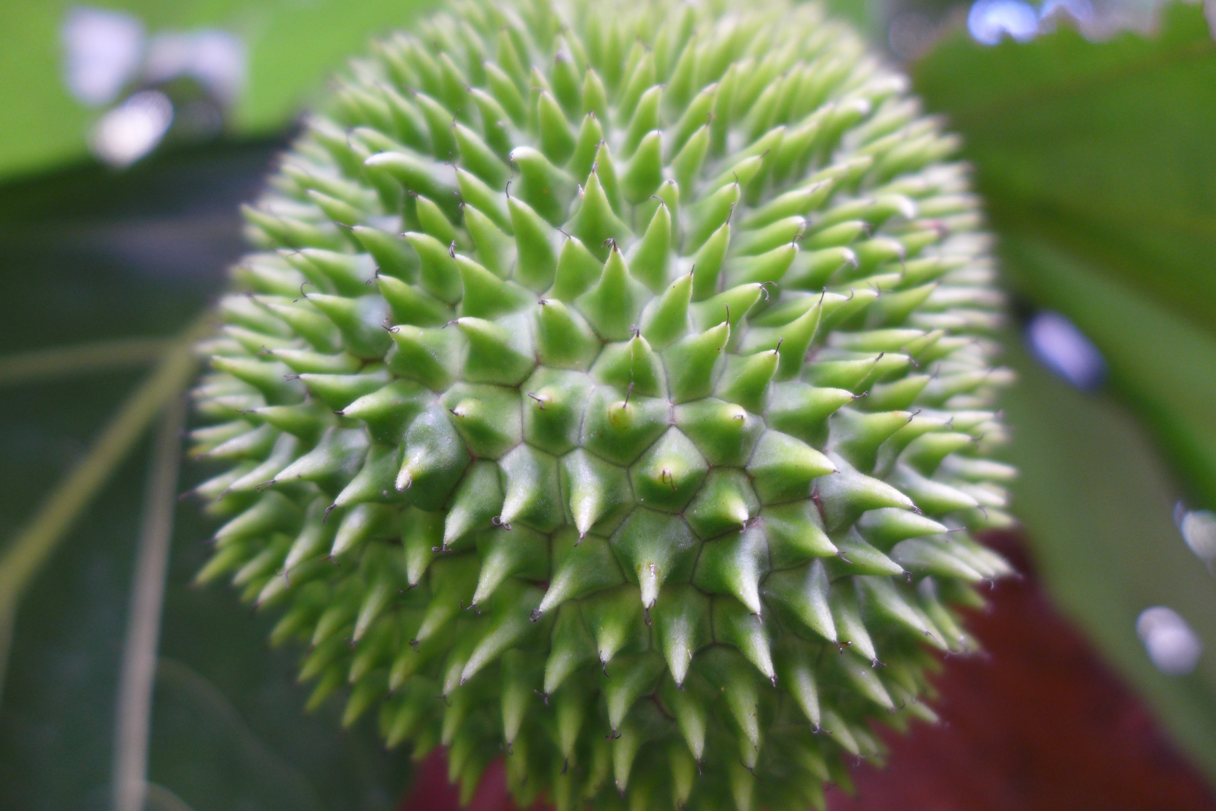 P1000135 Artocarpus camansi.jpg
