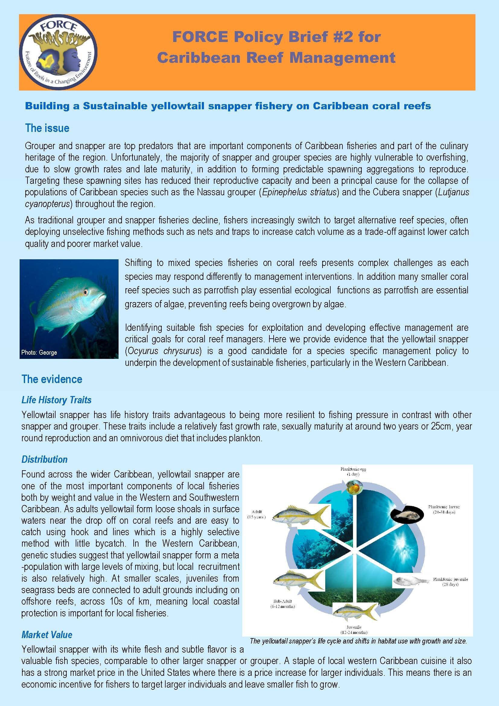 FORCE Policy brief 2_Sustainable Yellowtail Snapper fishery_Pg_1.jpg
