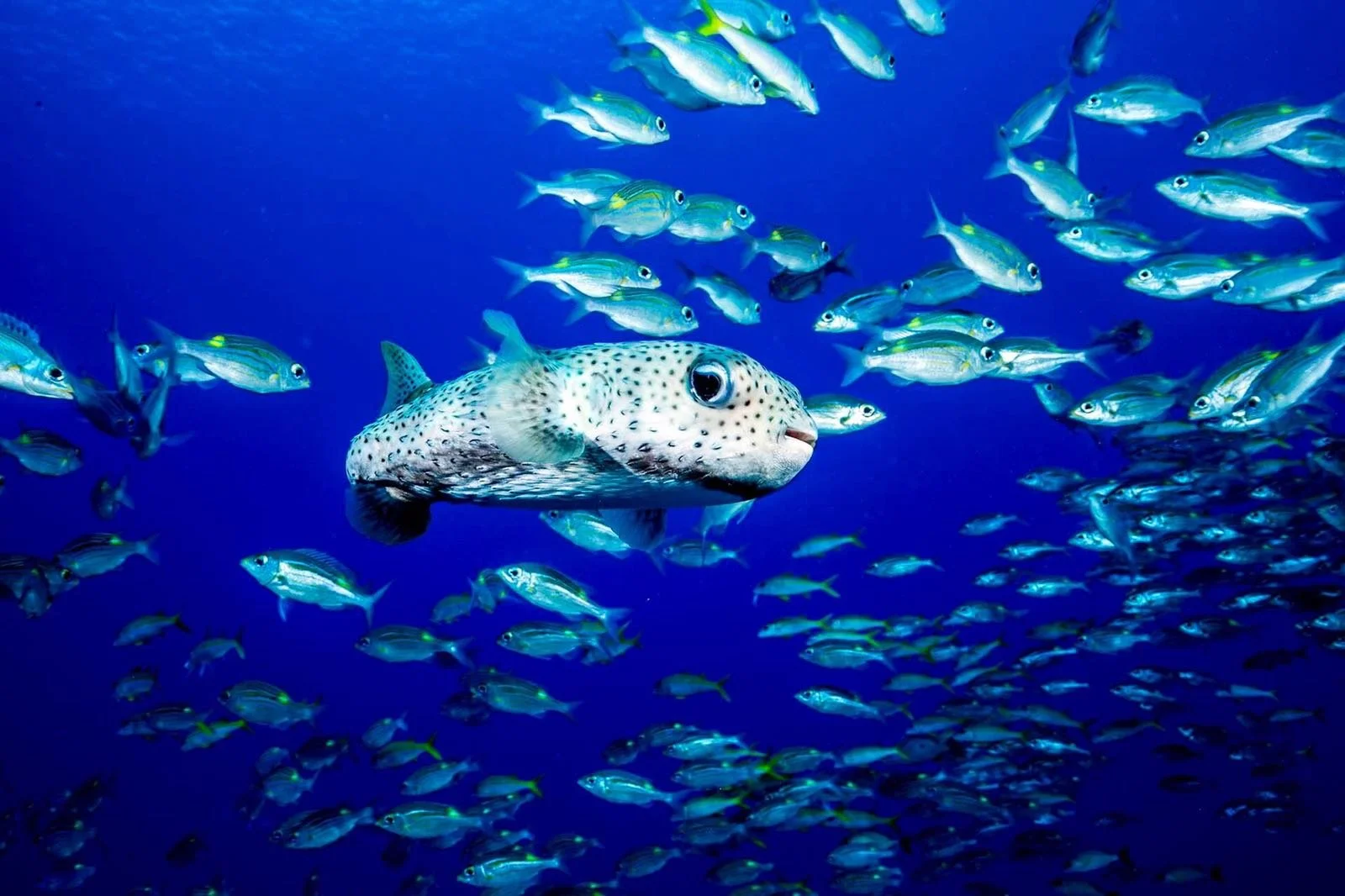 Alumni — Marine Spatial Ecology Lab