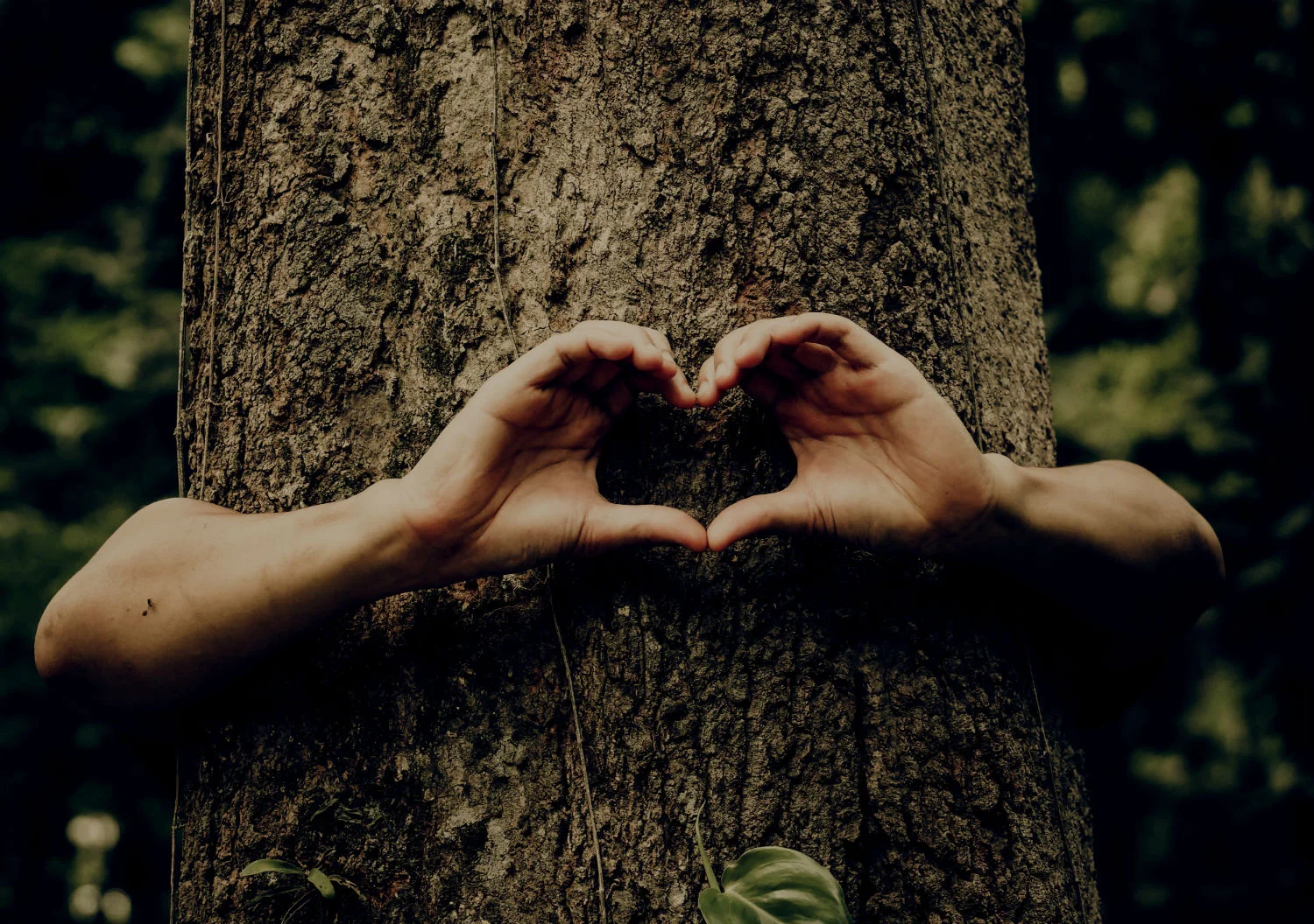 tree heart hug_resized.jpg