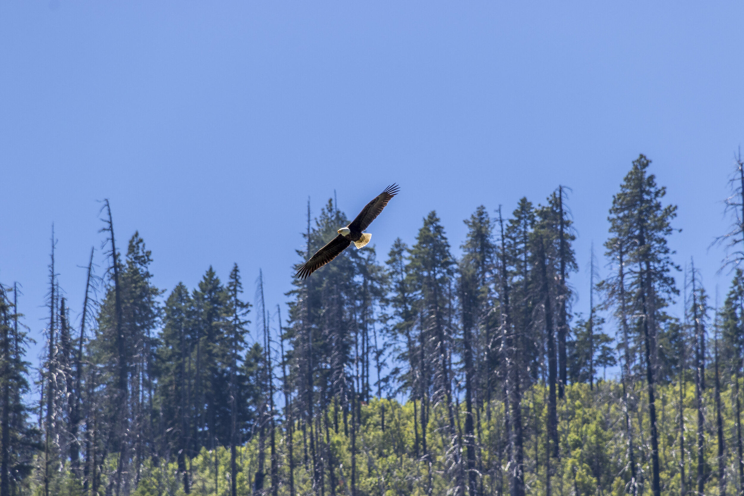 Bald eagles and other wildlife abound on the Rogue. Photo: Liz Miheve