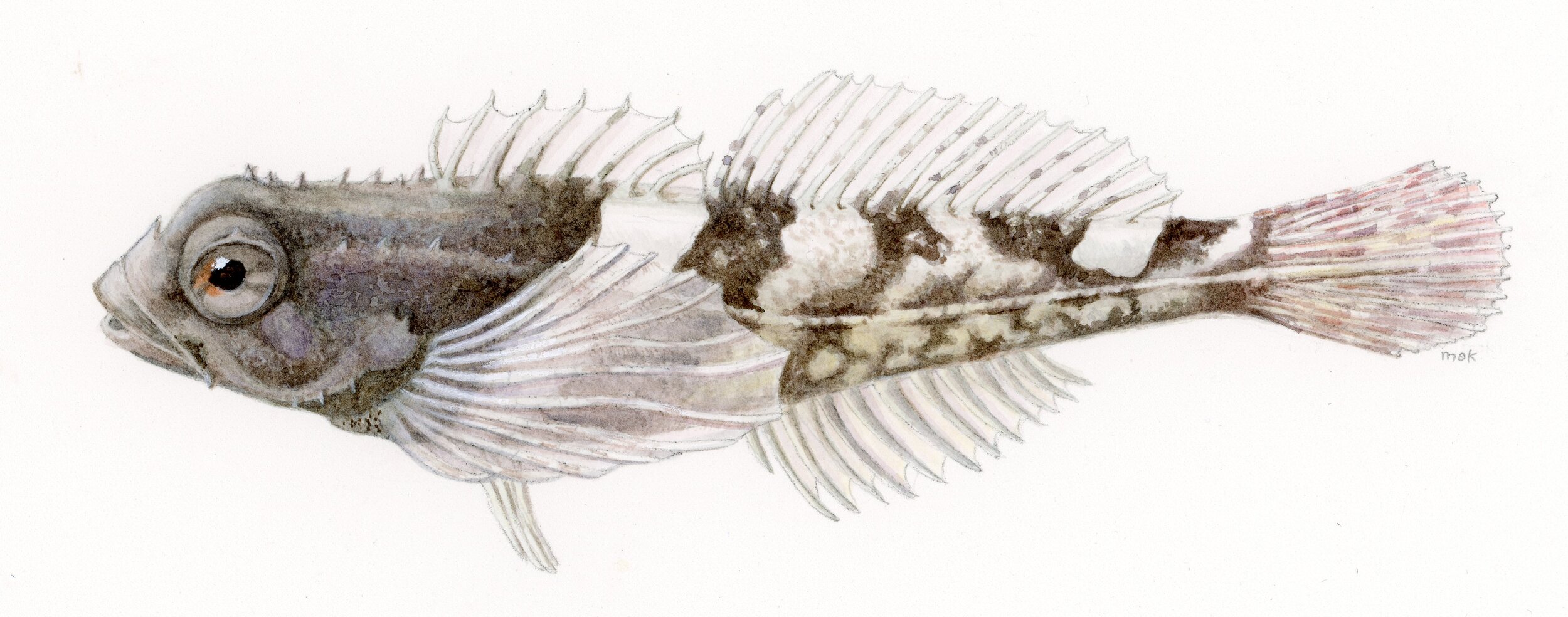 Final Tidepool sculpin painting cropped.jpg