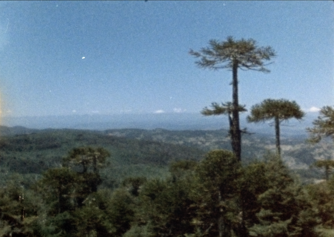 "Pehuén," photo still courtesy of Mapuche Filmaker Francisco Huichaqueo 