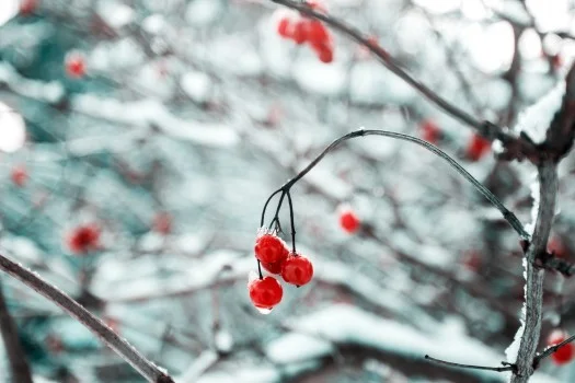winter-holiday-berry.jpg