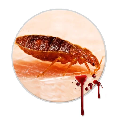 Blood Dripping Bed Bug.jpeg