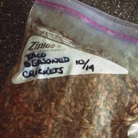 Cricket taco seasoned.jpg