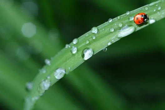ladybug-drop-of-water-rain-leaf-40731.jpg