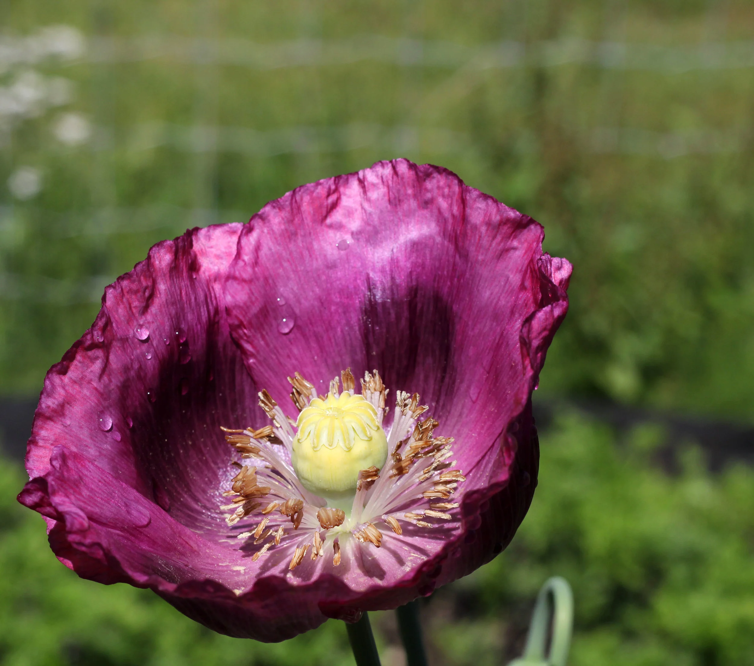 purplepoppy.jpg