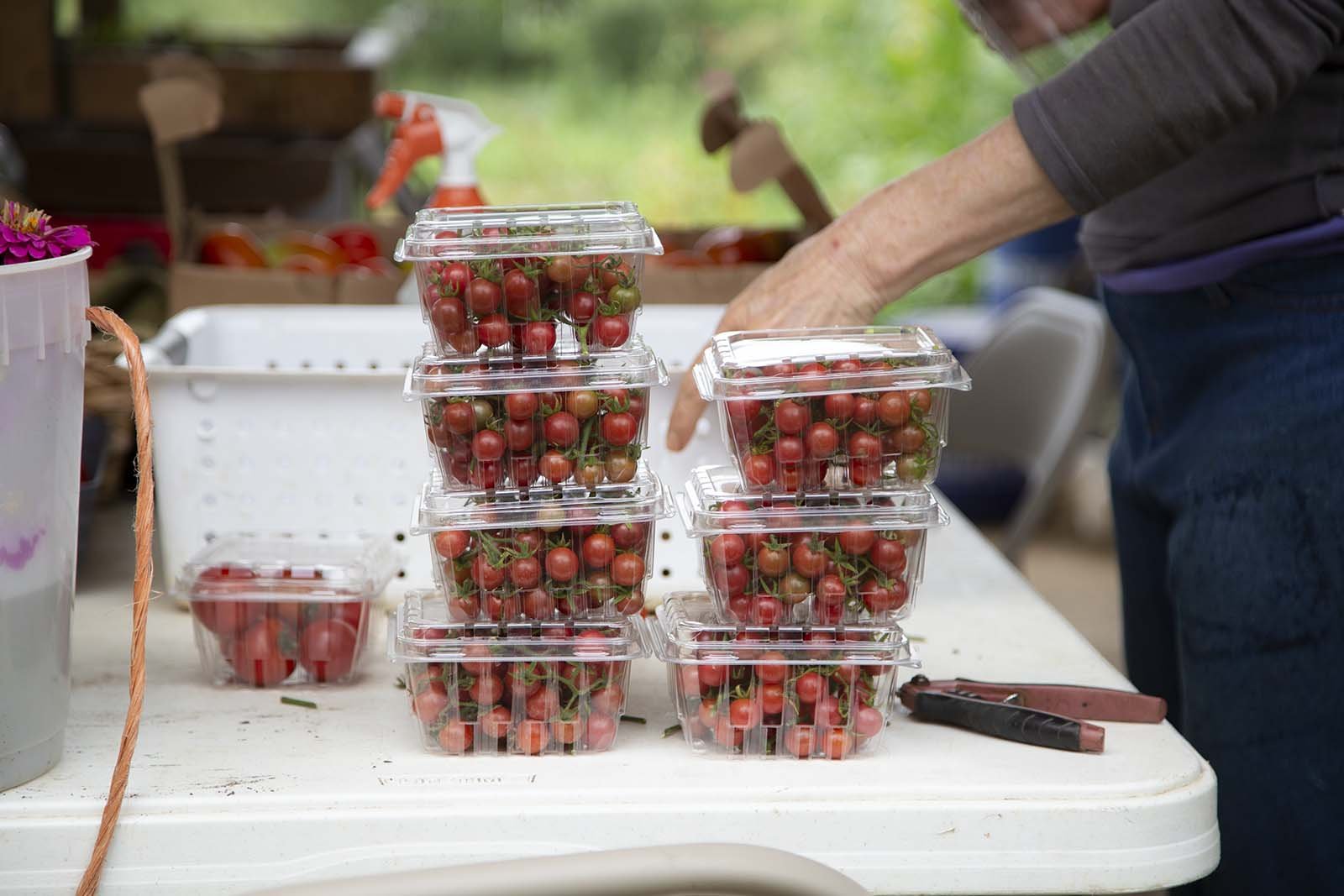 Garden Variety Harvests Tomatoes_081222 - 079 (s).jpg