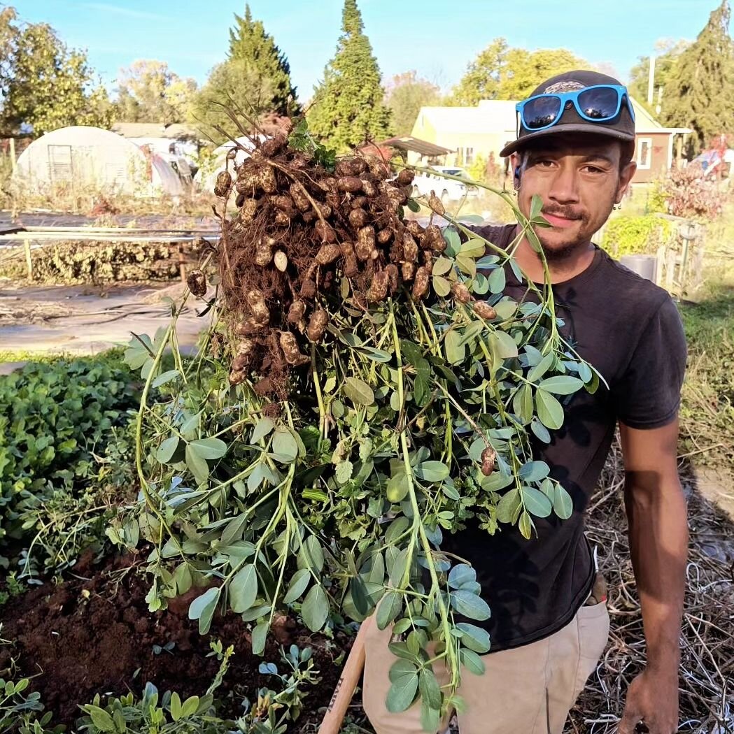 Check out deez (pea)nuts!
Have you ever tasted fresh peanuts before? Come out to the Grandin Village Market on Saturday for a treat!🥜🥜#eatyouryard #covercropsyoucaneat #peanutfarmer