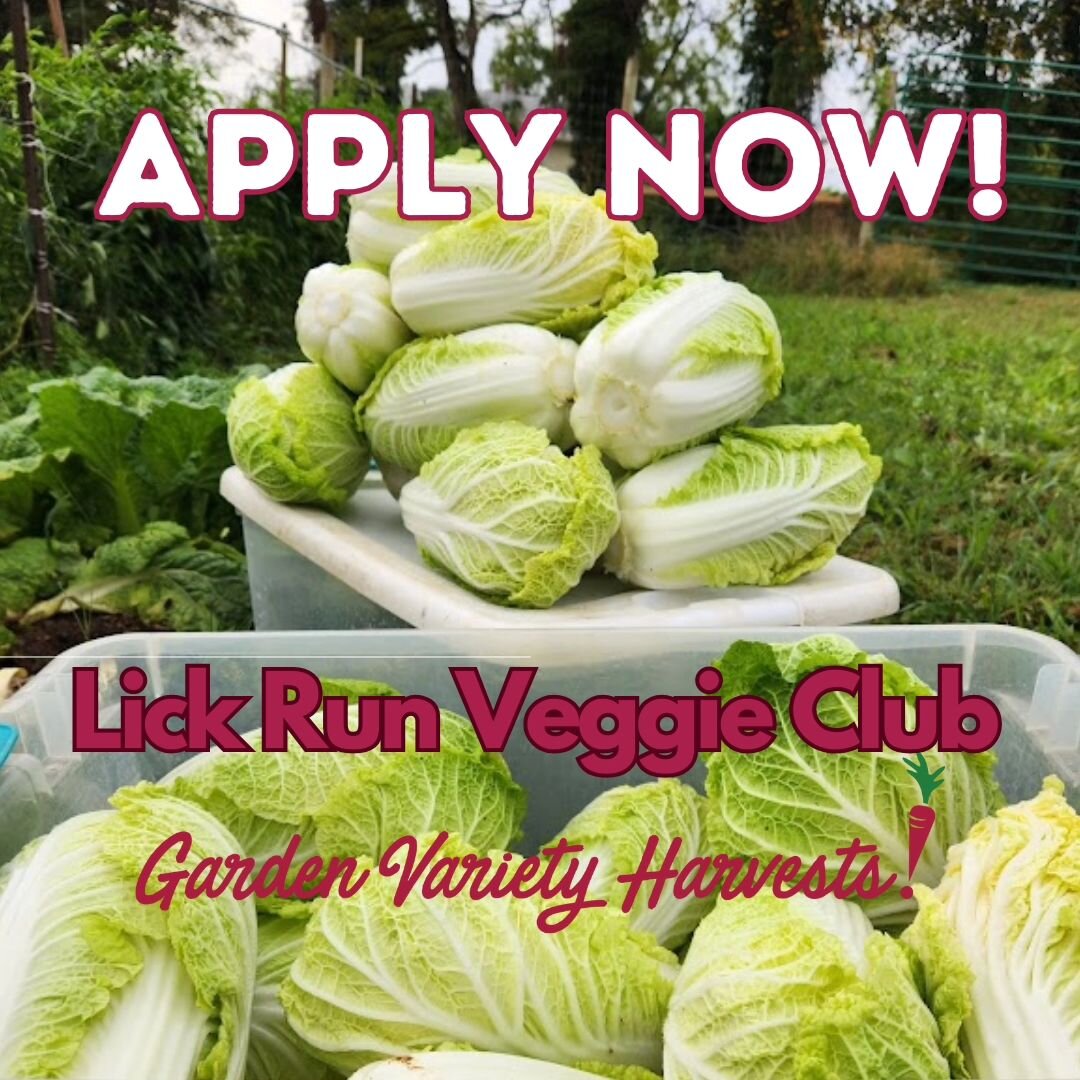 Applications are now open for the 2024 veggie club! If you live in NW Roanoke and love fresh food, come join us!
Limited spots available; submit an application at the link in our bio.
#locallettuce #eatyouryard #veggieclub