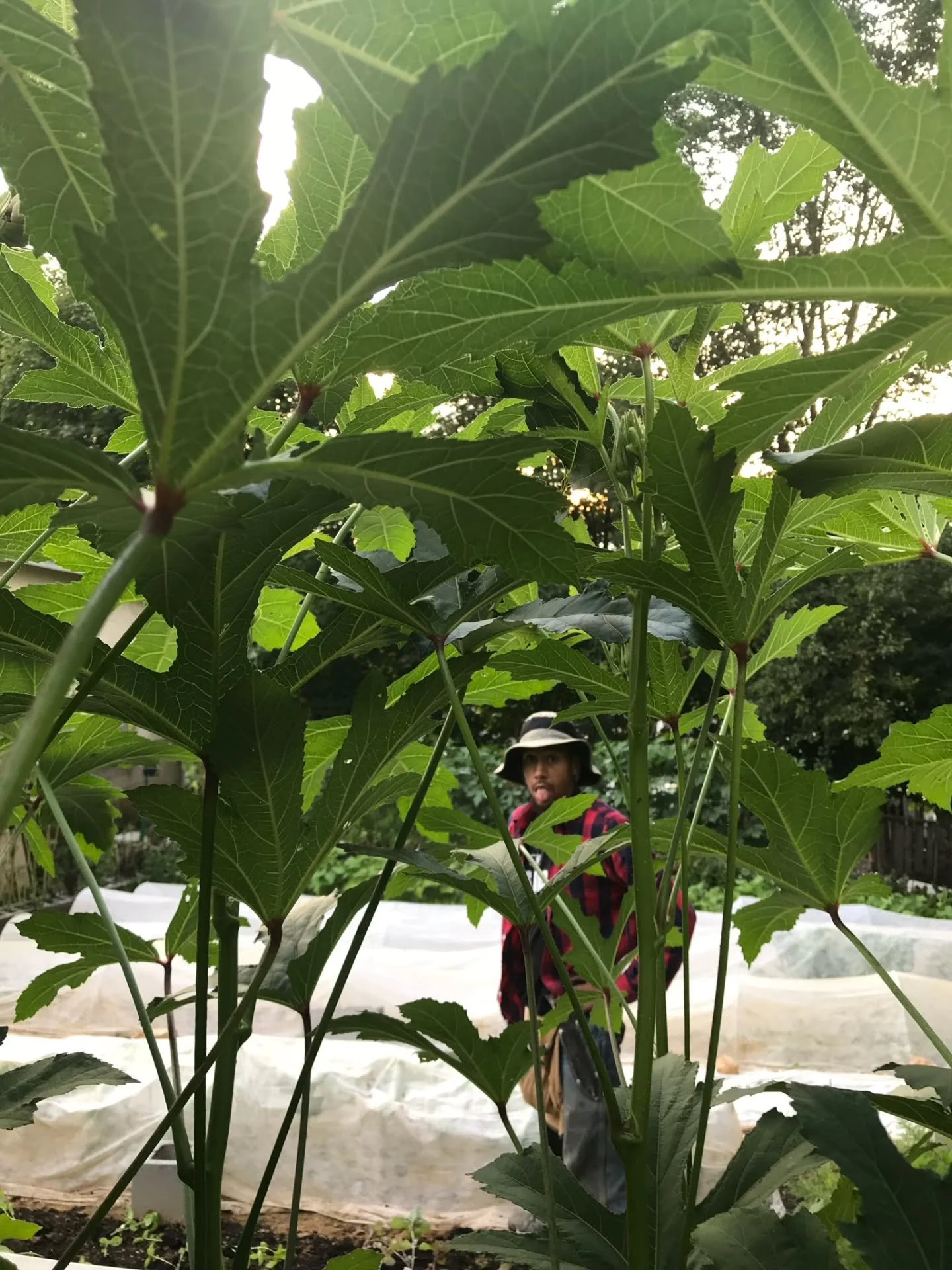 #13DaysOfOkraFest
Day 1: Our very first crop of okra, planted in my in-laws' backyard way back in 2018.  This is where the love began.💚
Join us at the fourth annual Lick Run Farm OkraFest on Sept 7!
#eatyouryard #OkraFest