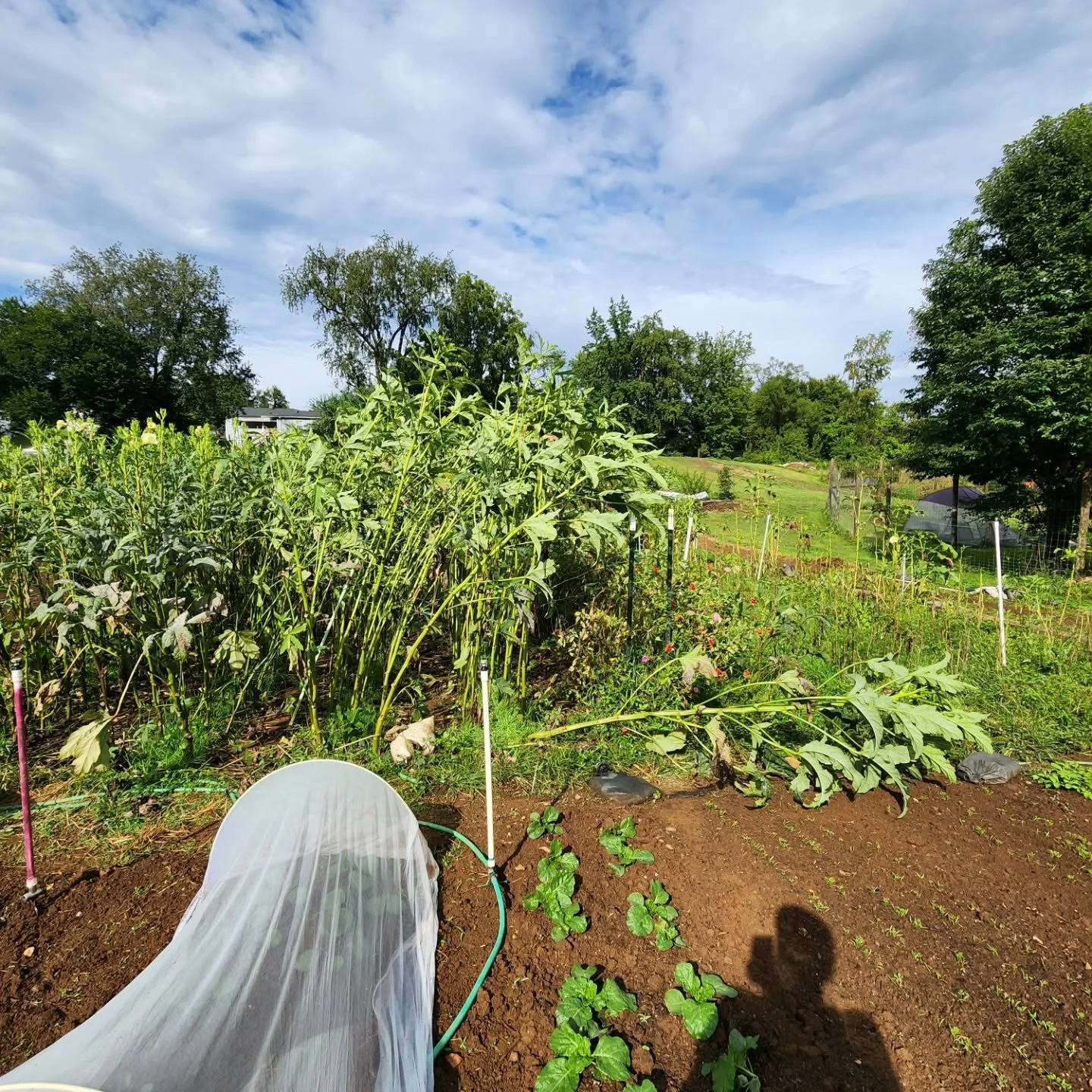 #13DaysOfOkraFest 
Day 11: That thunderstorm that rolled through this afternoon toppled some of the okra patch! If you, similarly, need some realignment this weekend, be sure to check out the Maplewood Studio tent at OkraFest, where you can get a mas