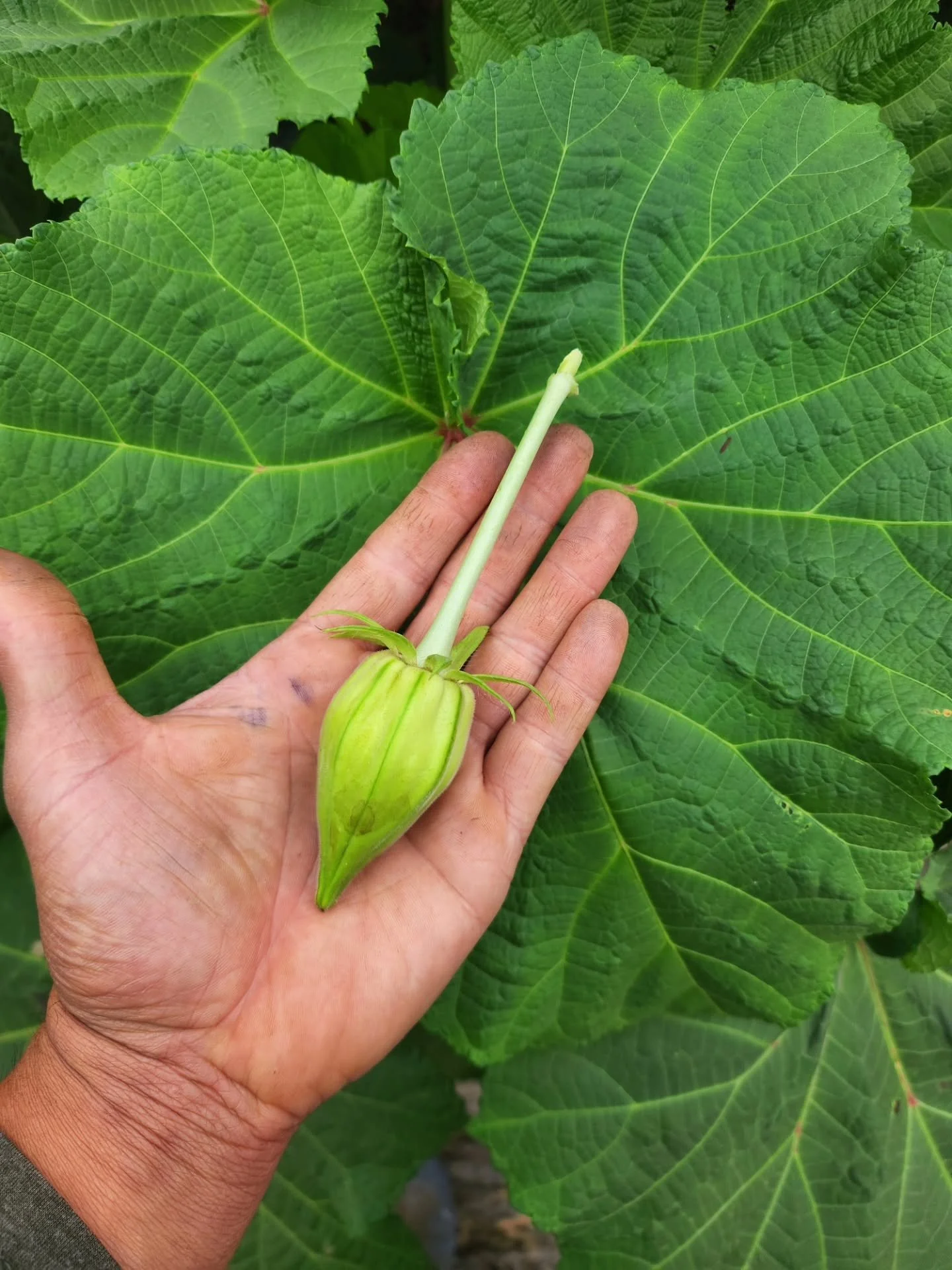 #13DaysOfOkraFest 
Day 12: So many shapes, sizes, and shades. We are okra growers for so many reasons. It thrives in summer, has few pests, is drought resistant and delicious. We're only scratching the surface of the utility of this plant. Our ansces