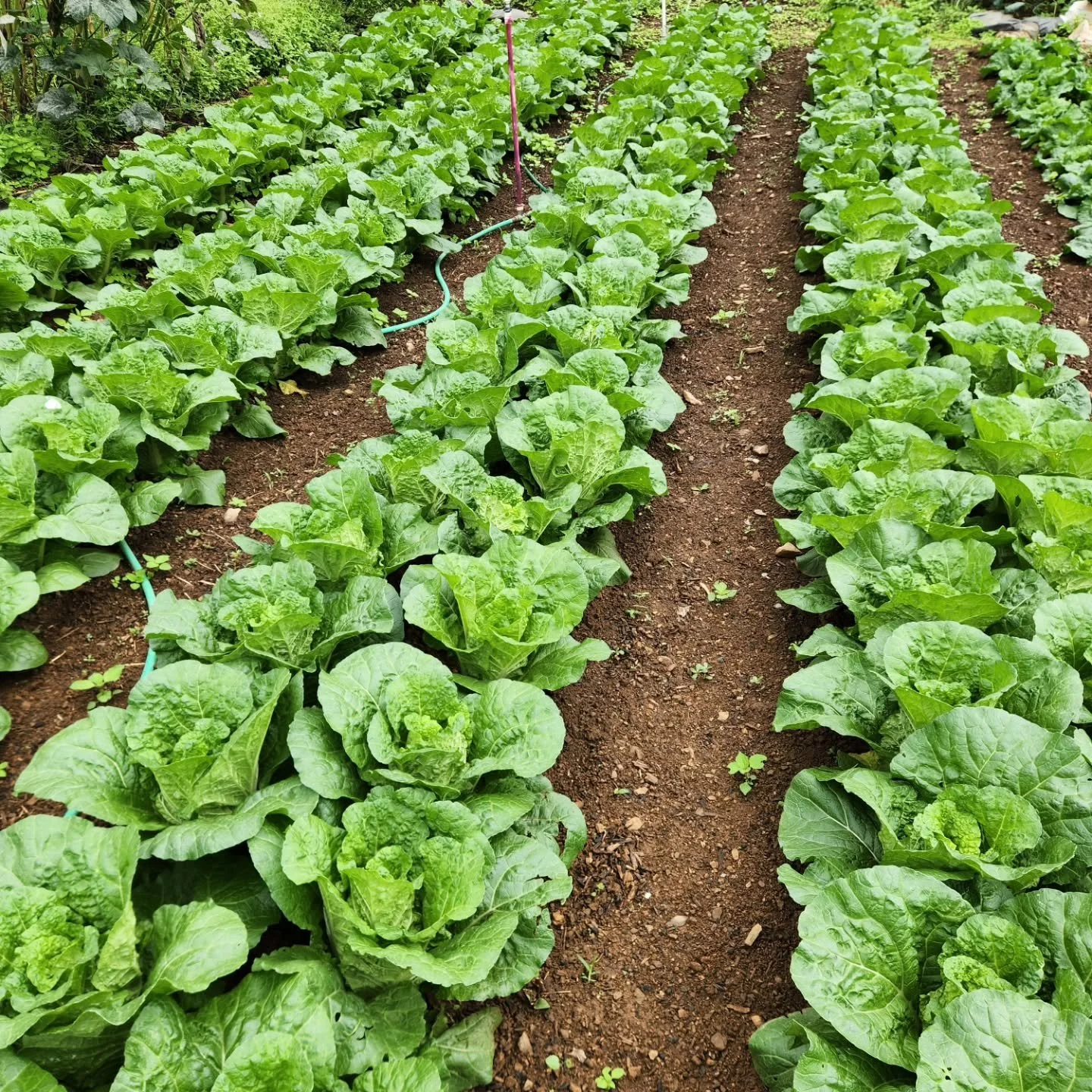 Green things in all shapes and shades. We're bringing an absolute mountain of veggies to the Grandin market in the morning in the hopes you might want some of these green things? 🫑🥬🥗🍈
In case red things🍅🫜 are more your speed, we'll have some of