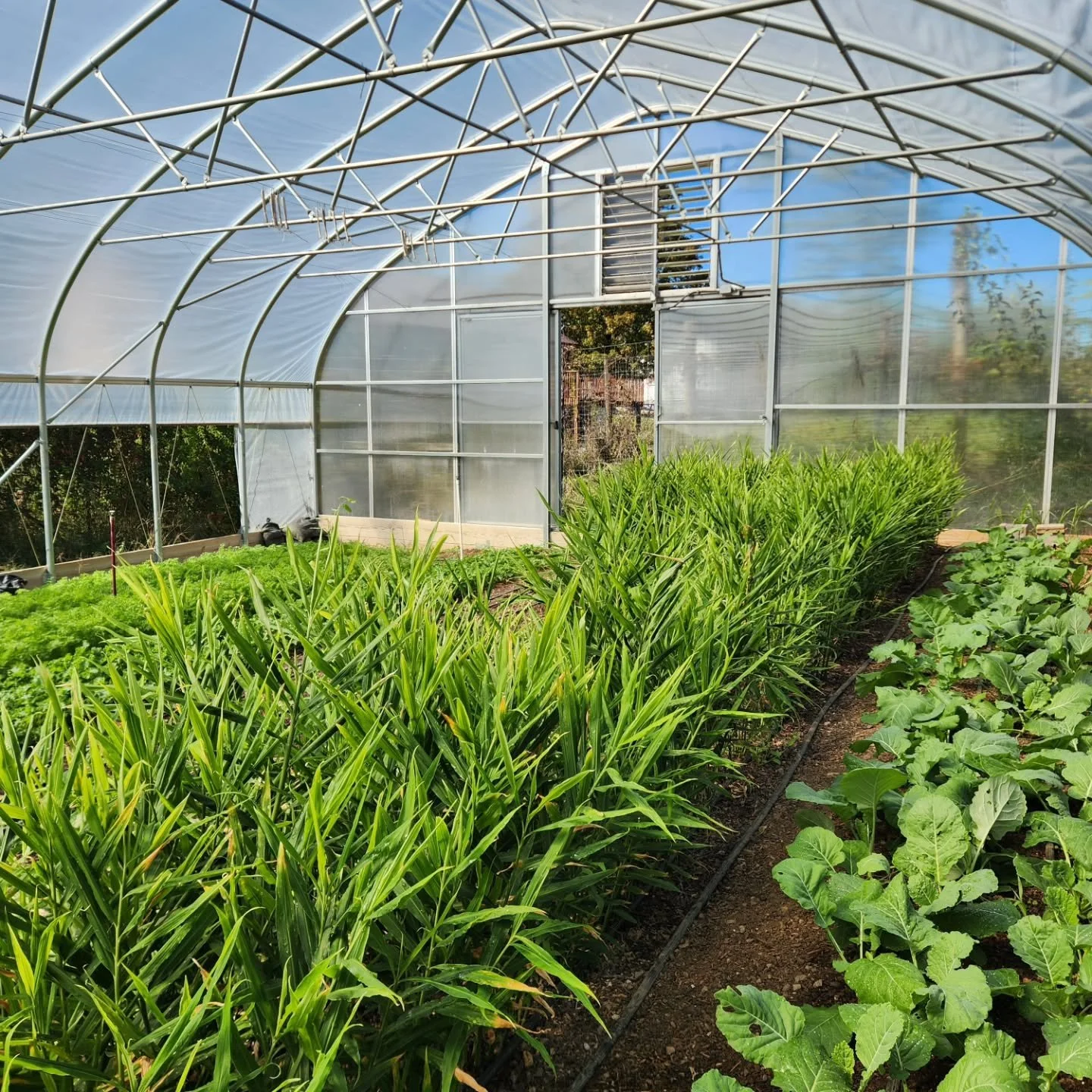 We're about halfway through this year's ginger harvest, and it's a bumper crop! Steady watering with drip, and an excellent leaf mulch have boosted our yields and decreased disease compared to last year.
Baby ginger is explosively flavorful, not fibr